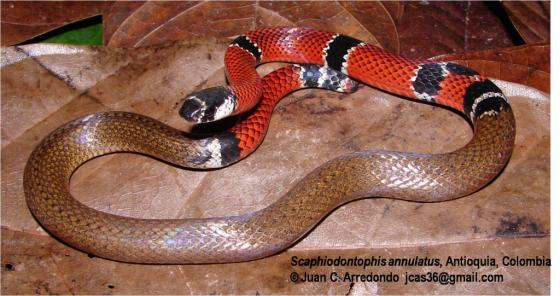 Scaphiodontophis annulatus, notez la queue cassée de celui-ci.