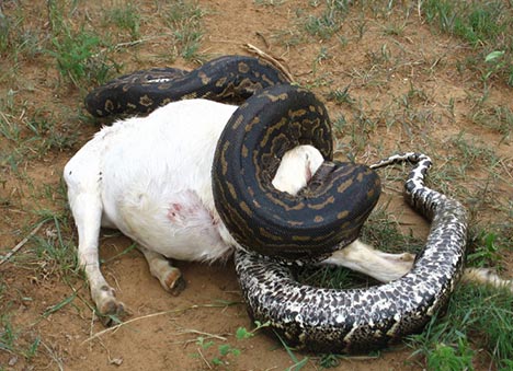 Python de Seba s'attaquant à une chèvre.