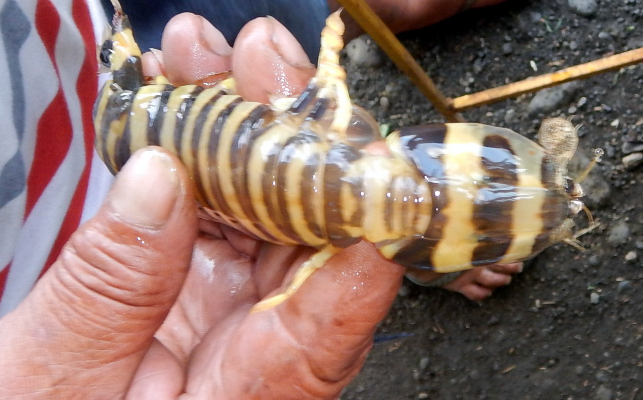 ...dieser aus der Shrimp-Familie stammenden Varos! Aber für mich hat dann dieser Tagesausflug noch eine kleine Überraschung in petto: Denn während einem kurzen Tankstopp bei Paea...