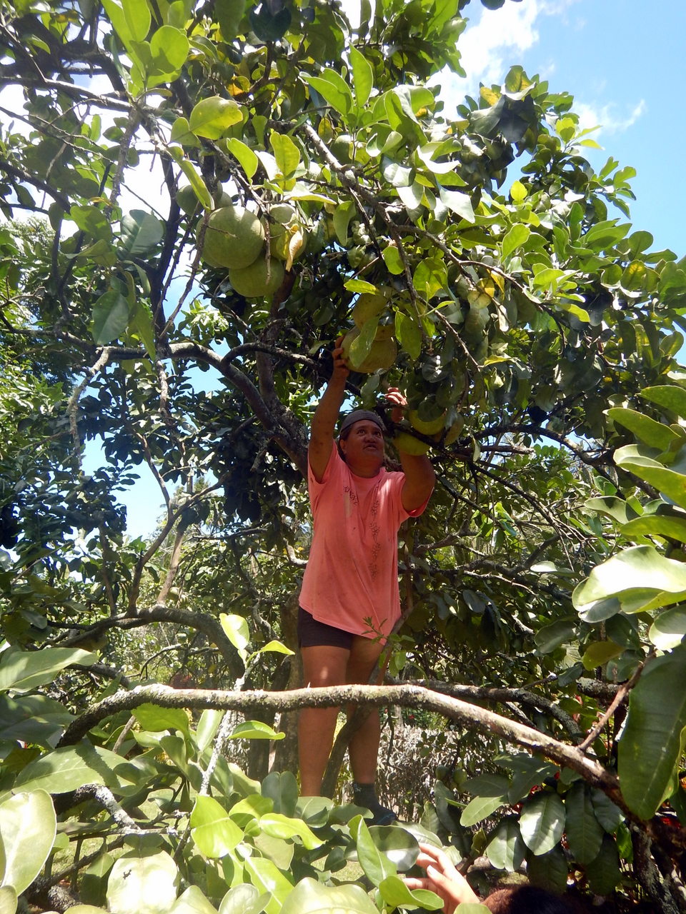 Auf Wunsch von Christiane steigt eine ihrer Cousinen auf einen Baum um für uns einige Pampelmusen runter zu reichen! 