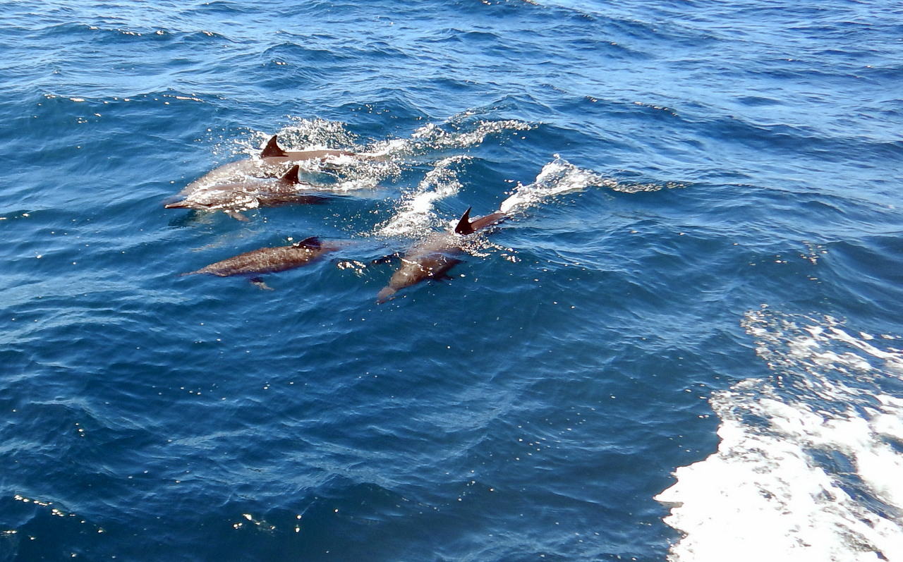 Denn wieder begleitet uns eine Gruppe von Delfinen, die einmal mehr um den besten Surfplatz auf der Bugwelle kämpfen!