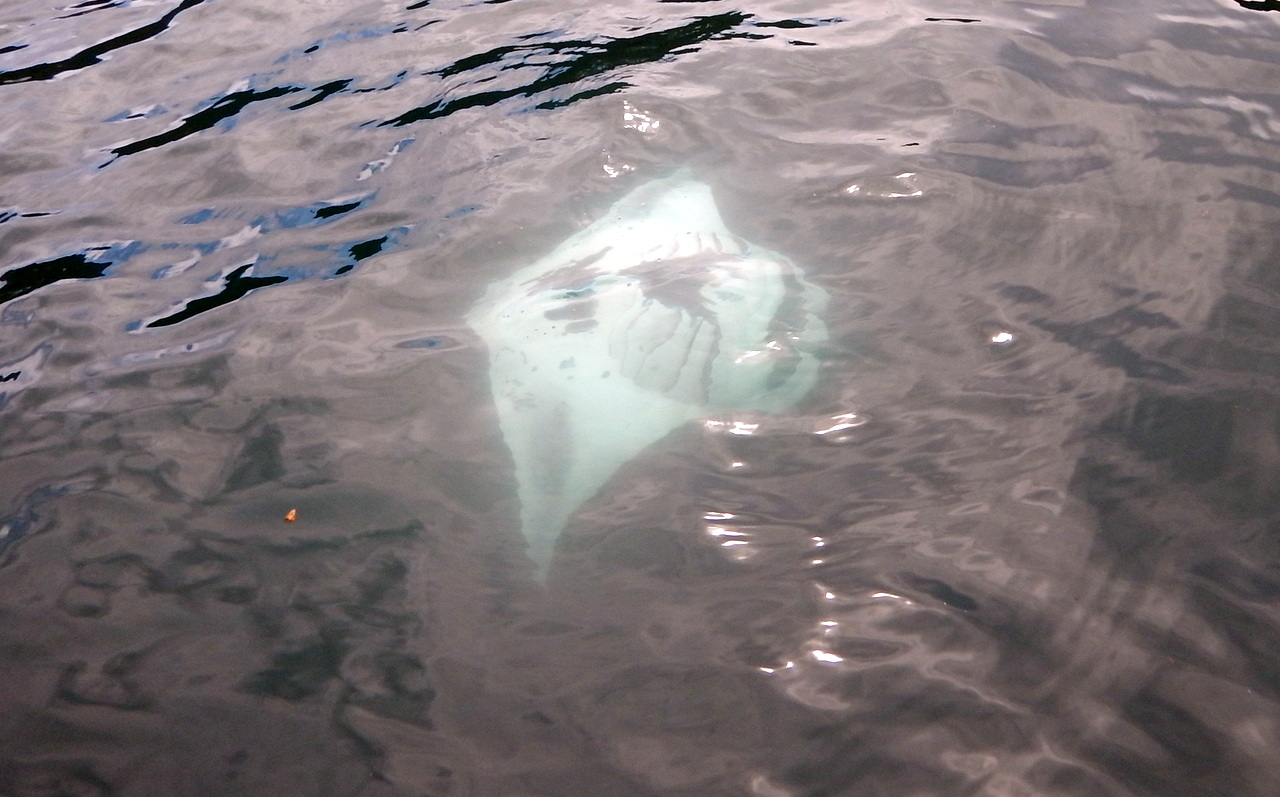 Dazwischen rief mich mal Sandra nach draussen um den hier selten in der tiefen Bay sich verpflegenden Mantas zuzuschauen. Einige davon, mit um die 3m Flügelspannweite, drehten neben der KYORY einen Salto nach dem andern. 