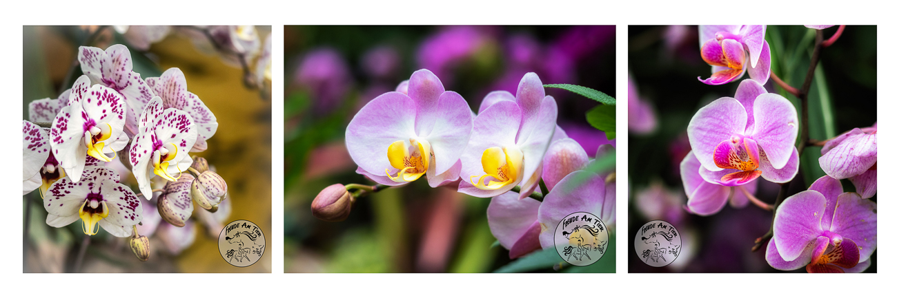 Wandbild Orchideen (3-teilig)