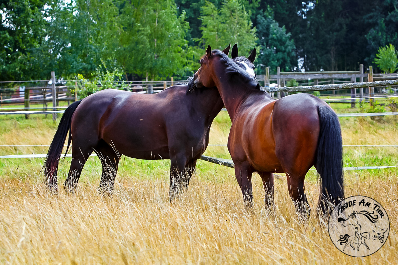 Pferde erfolgreich motivieren bedeutet auch eine artgerechte Haltung!