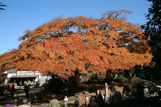 埼玉県　　秩父　　　西善寺のもみじ　樹齢600年といわれている　　撮影:7K3GNL