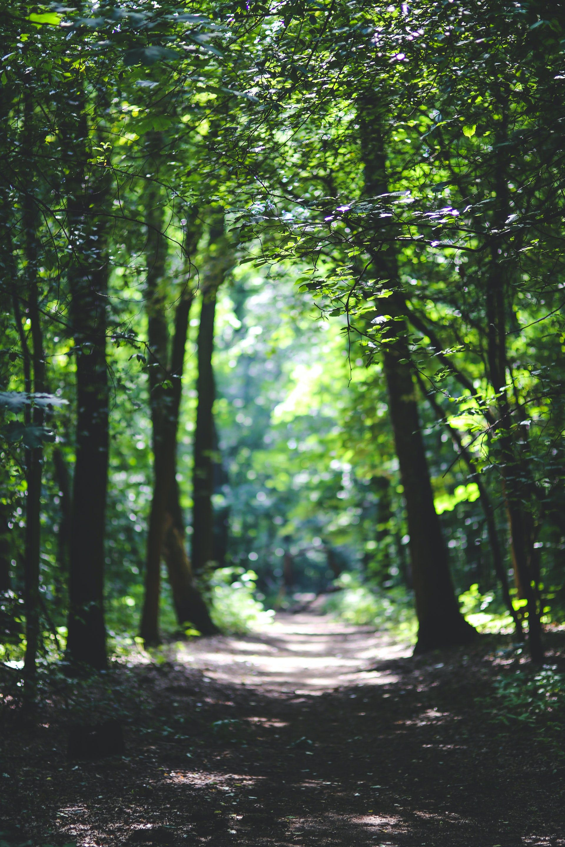 Mecklenheider Forst, Wälder, Natur entdecken, Naherholung