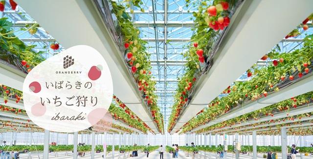 結婚相談所サムシングブルー主催・茨城婚活パーティー・いちご狩り・20代・30代・40代・独身・婚活パーティー・イベント