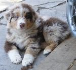 red merle