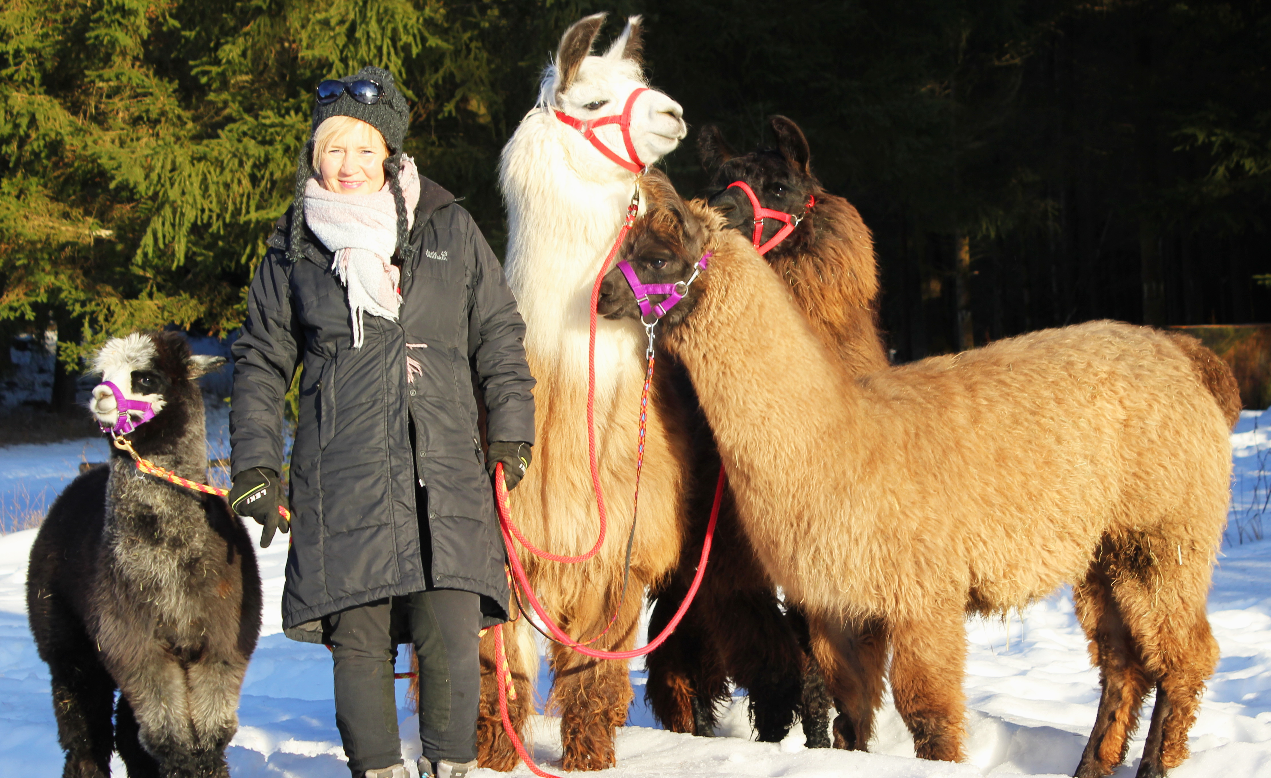 Wandern Mit Lama Alpaka In Bayern Lapakaktiv Aktiv Mit Alpakas Und Lamas