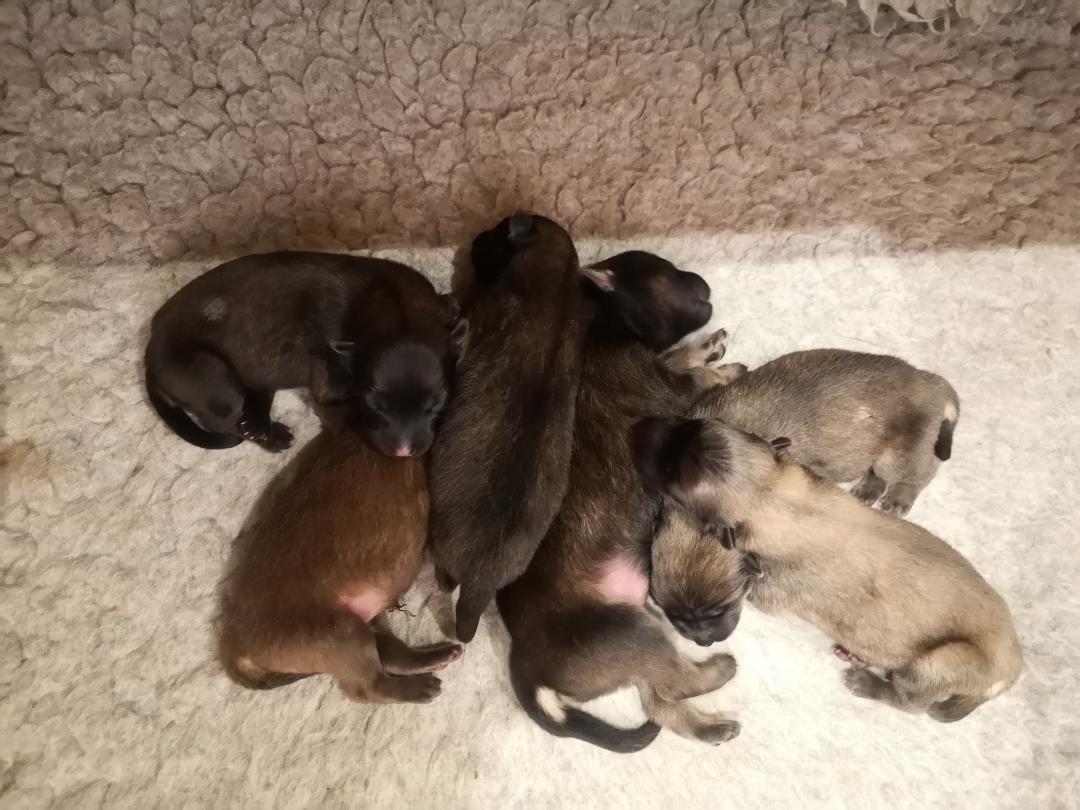 6 Welpen des G-Wurfes