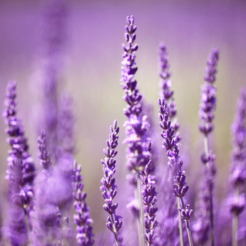 Makrofotografie Fotokurs Lavendel