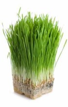 ERBA DI GRANO E LE SUE PROPRIETA'