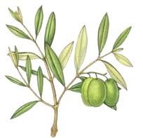 OLIVO LE SUE PROPRIETA'