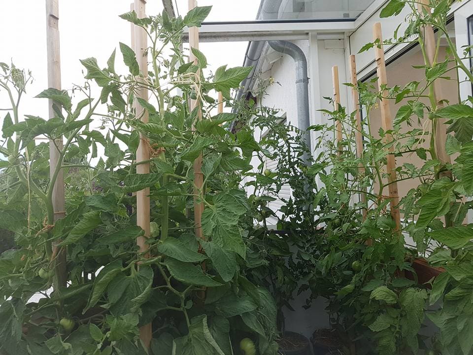 Tomatenbalkon