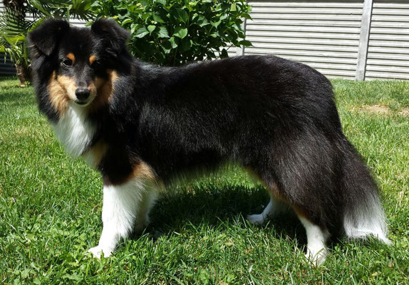 La Carmen " Mariah" agility 3 small Italian Agility Champion