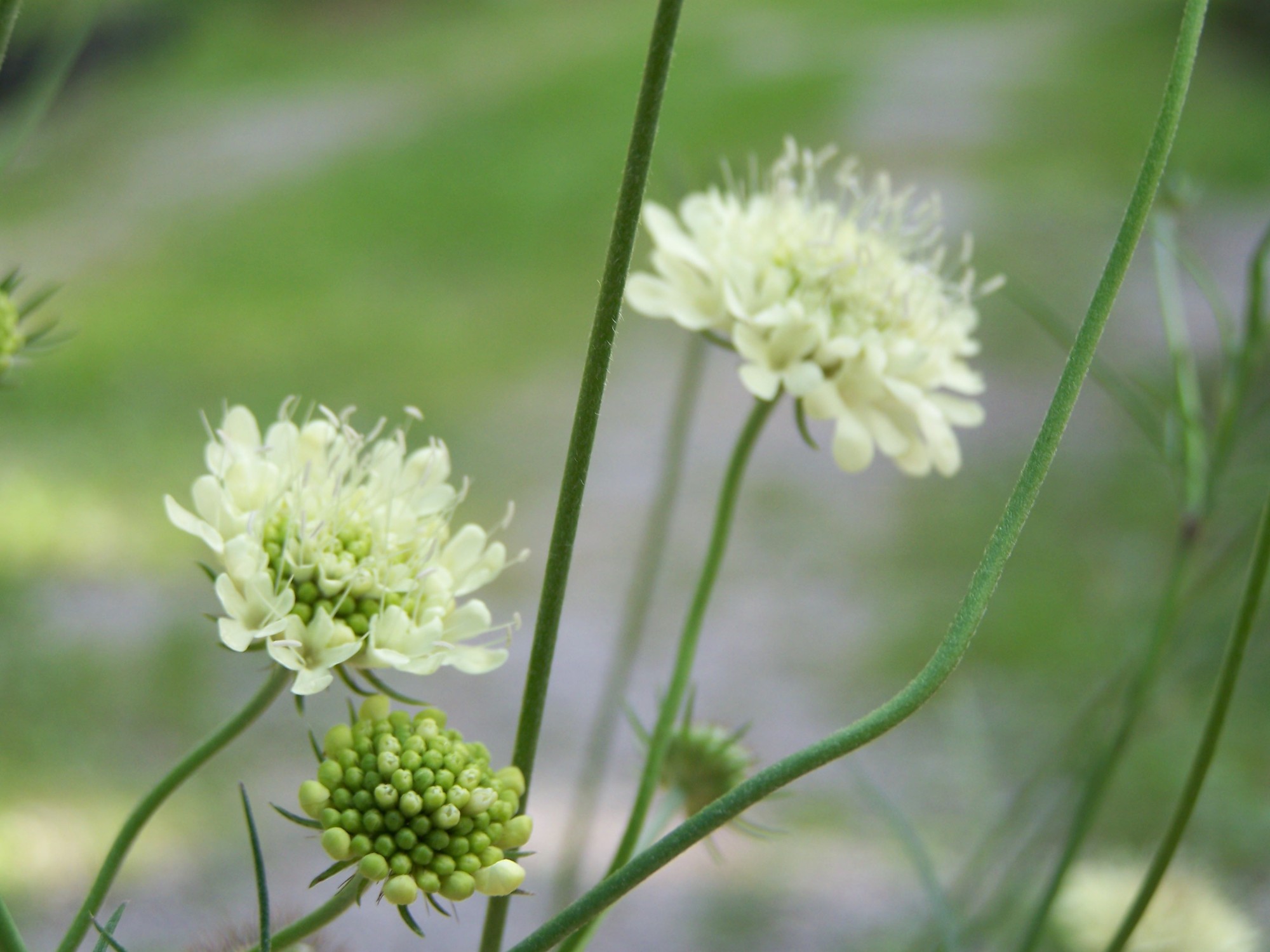 Privatgarten Gartenkultur In Bayern Und Anderswo