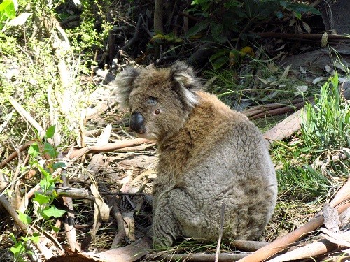 Koala sieht seine ersten 2 Radler