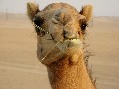 Unsere Wüstenfreunde