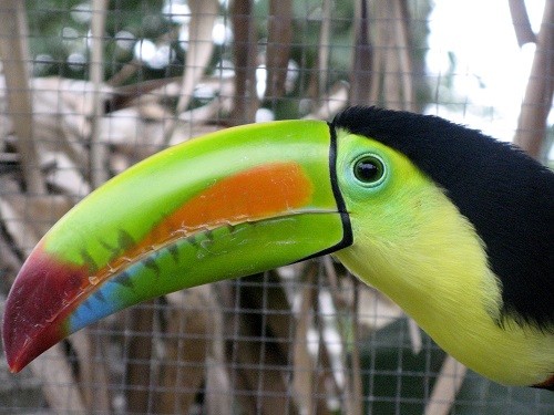 Tukan gehört zur Spechtfamilie