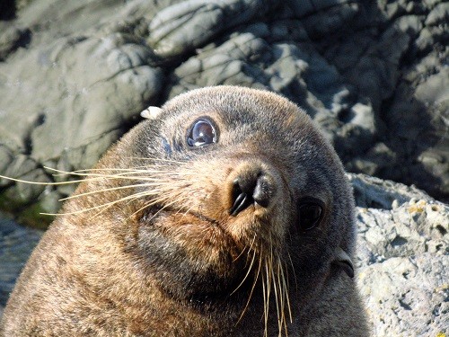 Neuseelands Tierwelt ist berauschend