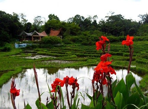 Viel Grün, Blumen und, und ...