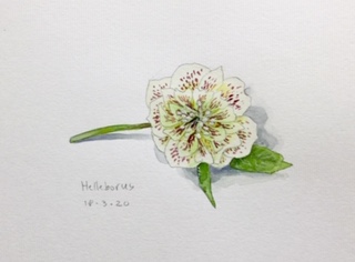 Annette Fienieg: Hellebore, 18-3-2020