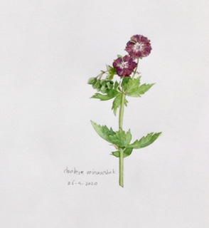 Annette Fienieg: Dark cranesbill 26-4-2020