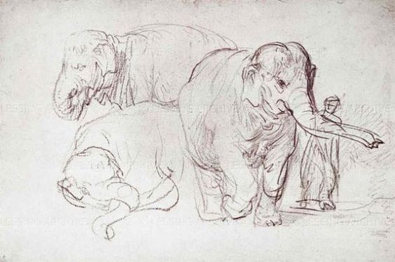 Rembrandt van Rijn: olifant