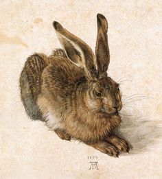 Albrecht Dürer: haas