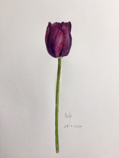 Annette Fienieg: Tulp 28-4-2020