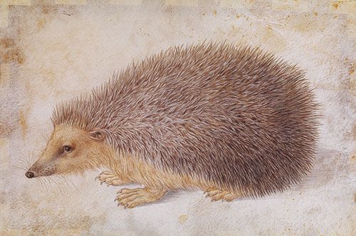 Albrecht Dürer: hedgehog