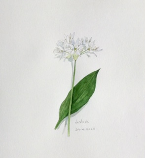 Annette Fienieg: Wild garlic 24-4-20