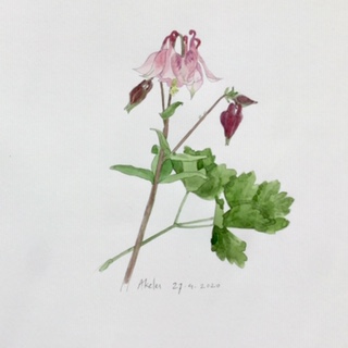 Annette Fienieg: Aquilegia 27-4-2020