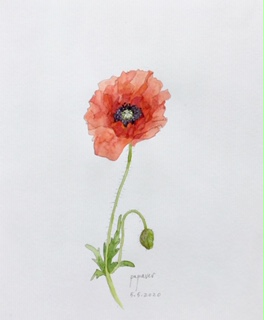 Annette Fienieg: Poppy