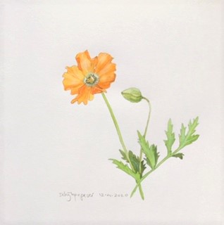 Annette Fienieg: Welsh poppy 12-4-2020