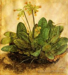 Albrecht Dürer: primrose