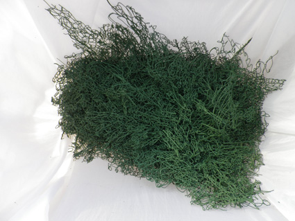 2-La spiruline sous forme de "plaque"