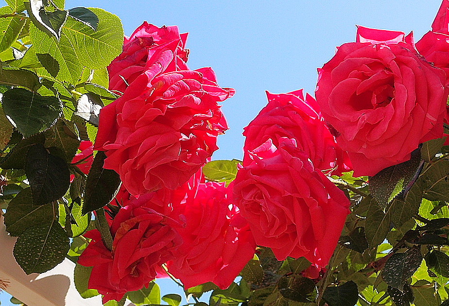 楽天市場】パッチワーク 生地 薔薇の通販