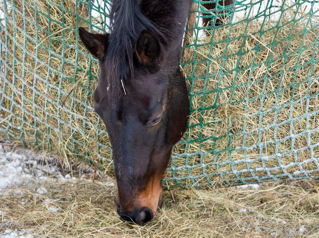 Das Hustinettenpferd / the coughing horse