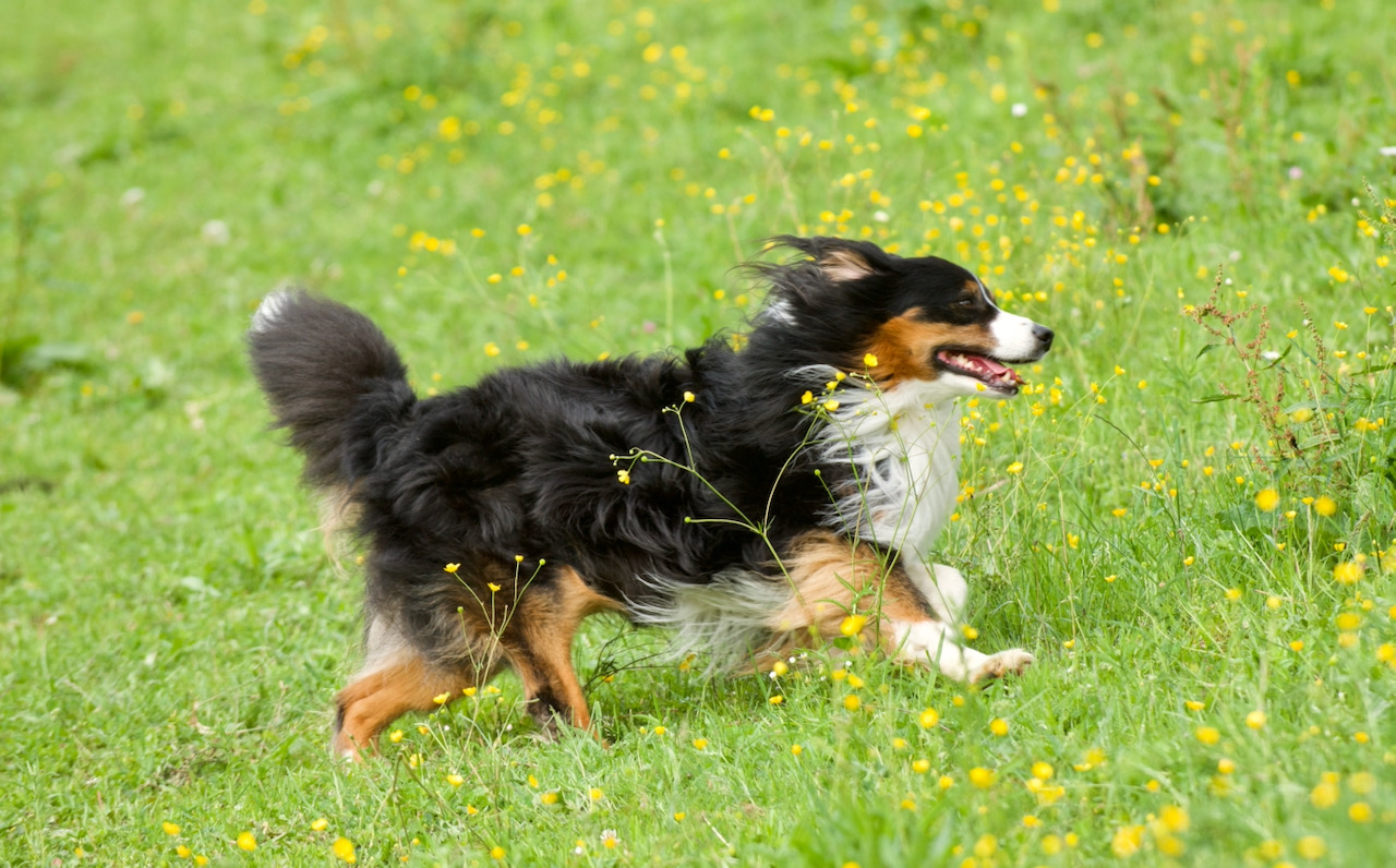 Hundetränen / dog's tears