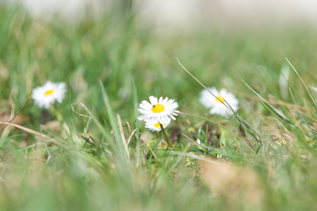 Bellis perennis