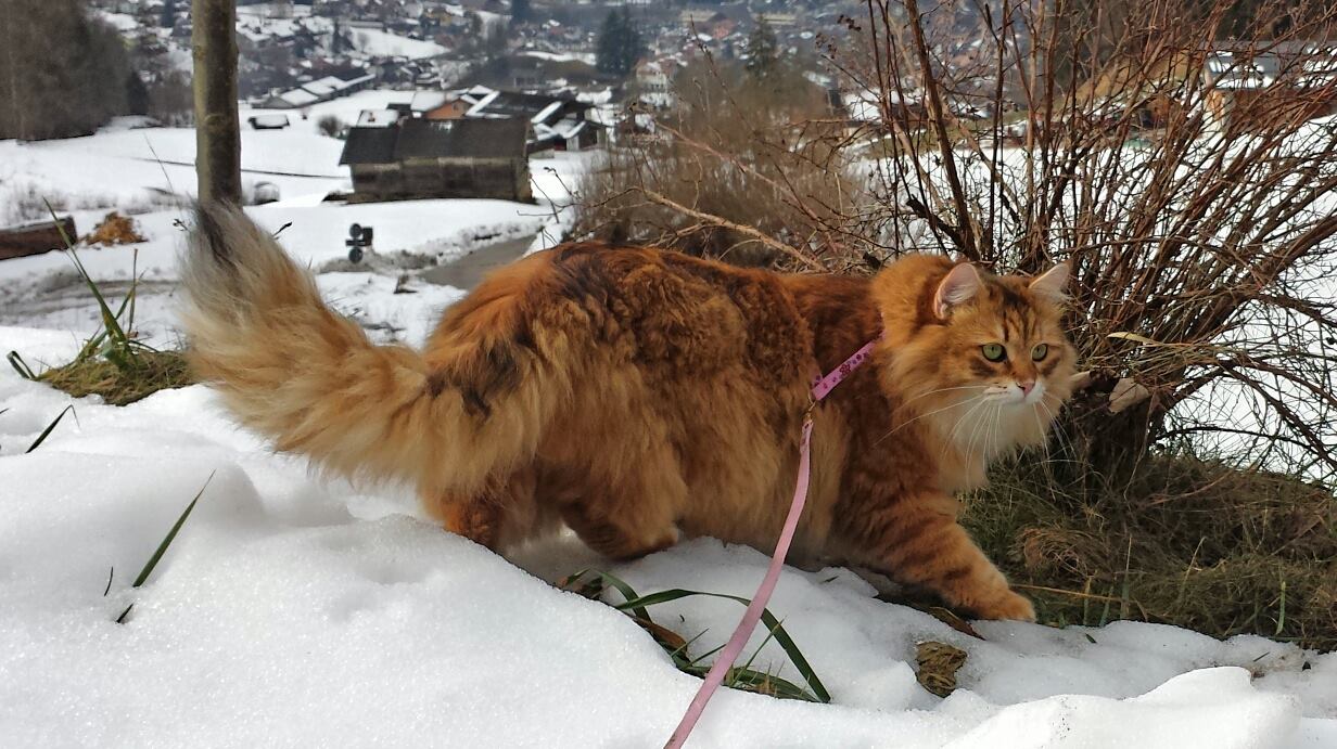 Castrati Neutri Burians Secret Siberian Cat Allevamento