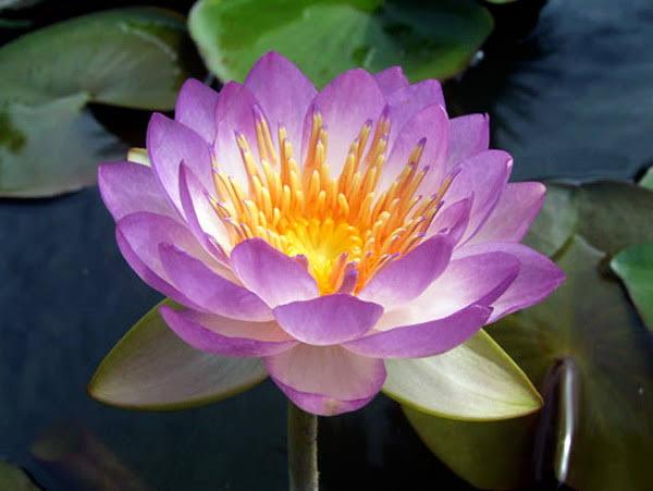 Nymphaea Kwantara