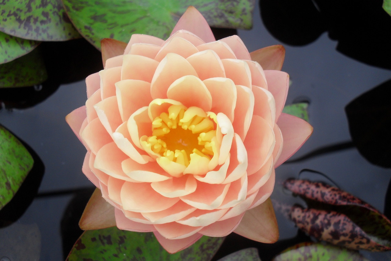 Nymphaea Blushing Bride Lotusland Seerosenfarm