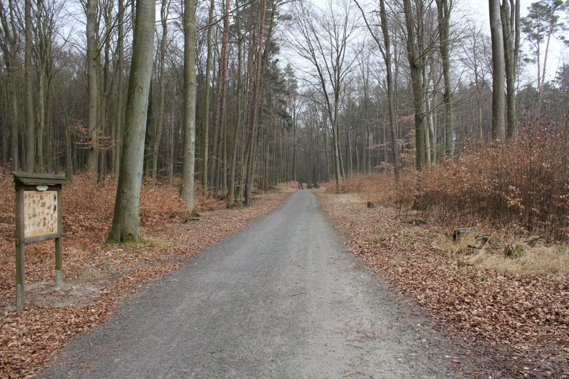 Radweg vom Ferienhaus in Korswandt durch den Wald Richtung Kaiserbad Ahlbeck