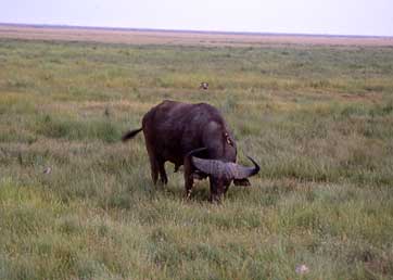 バッファロー（アフリカ水牛）。