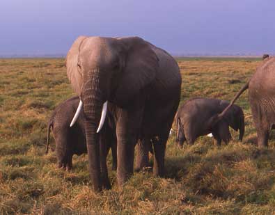 子象がいるので警戒している象です。耳を広げているときは、もうそれ以上近づくな、という意味だそうです。