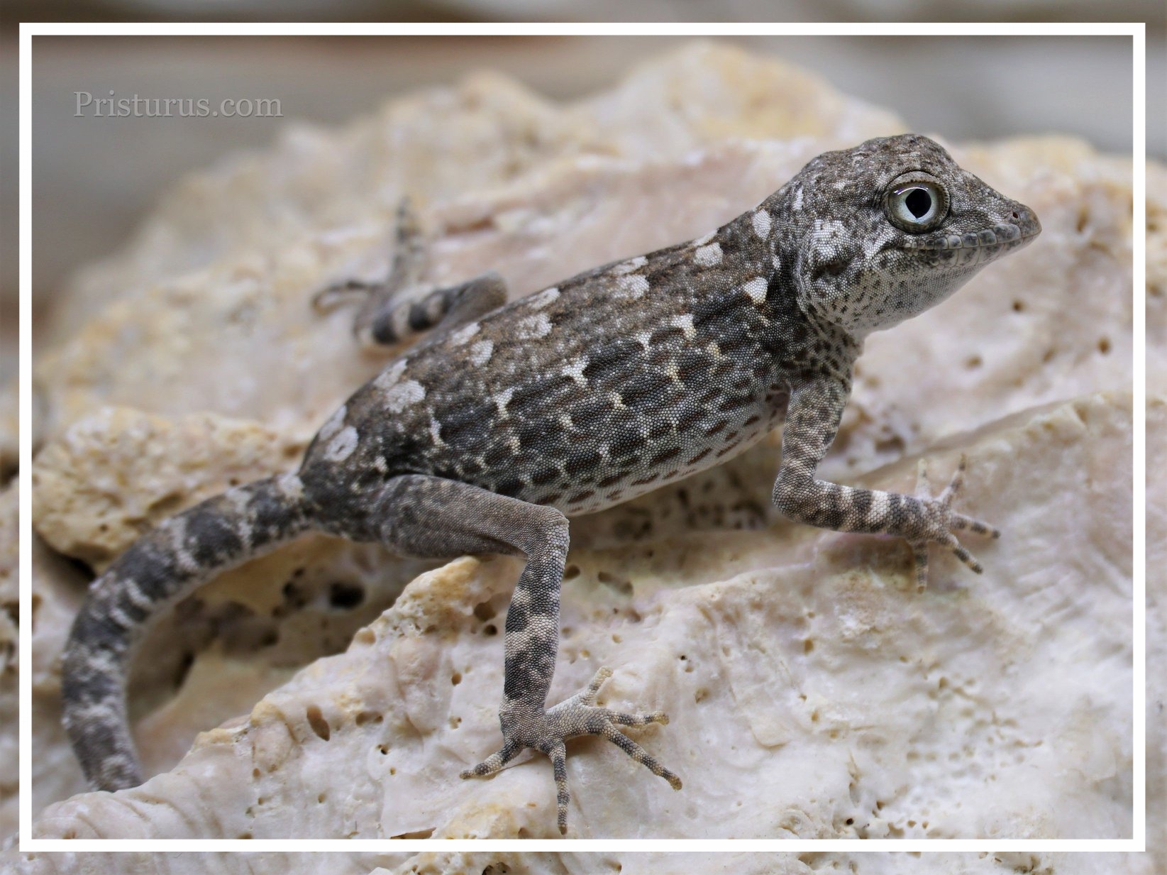 Pristurus carteri Masirah island