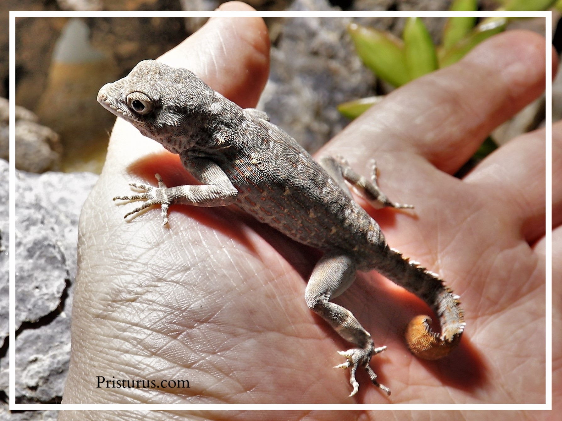 Pristurus carteri Masirah island