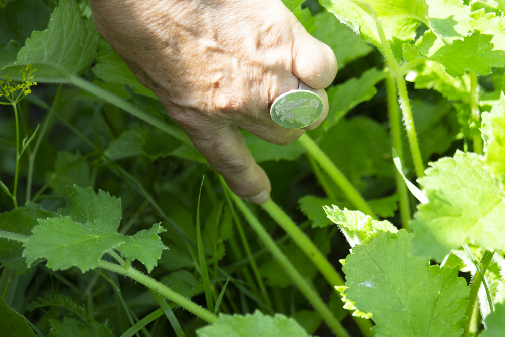 wiesenbärenklau – vorsicht bei sonnenlicht